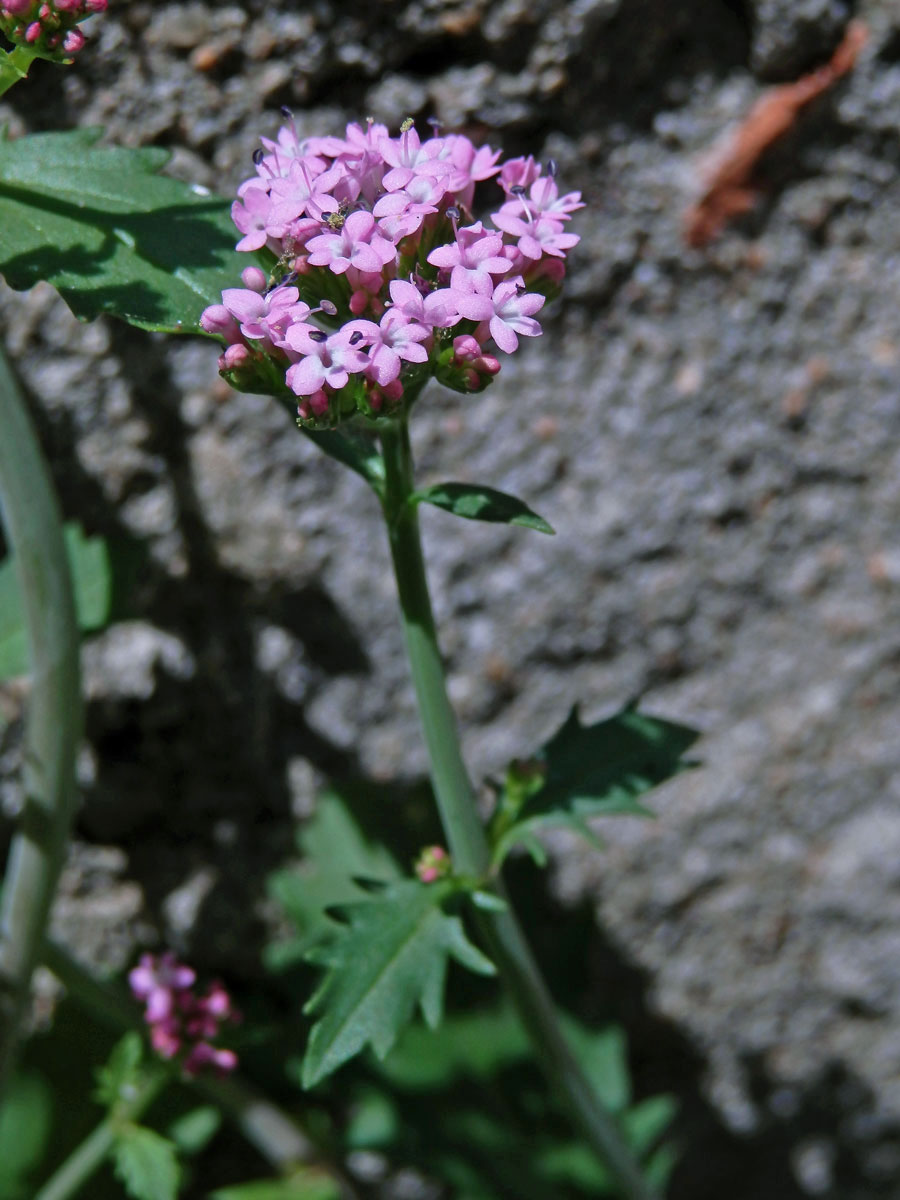 Mavuň (Centranthus macrosiphon Boiss.)