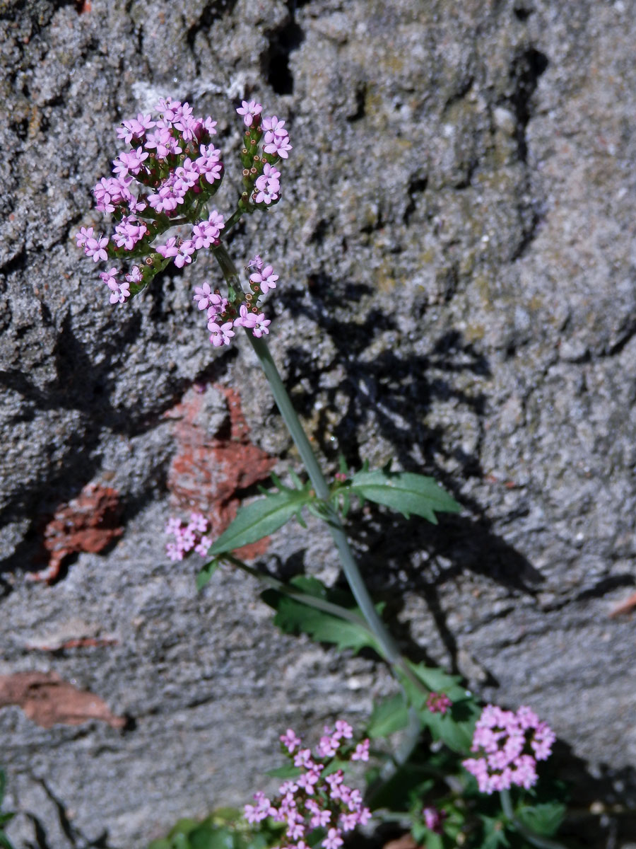 Mavuň (Centranthus macrosiphon Boiss.)