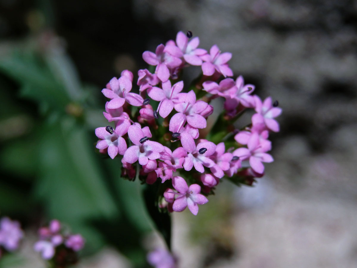 Mavuň (Centranthus macrosiphon Boiss.)