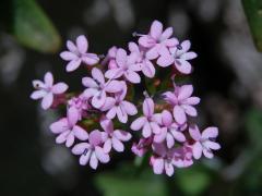 Mavuň (Centranthus macrosiphon Boiss.)