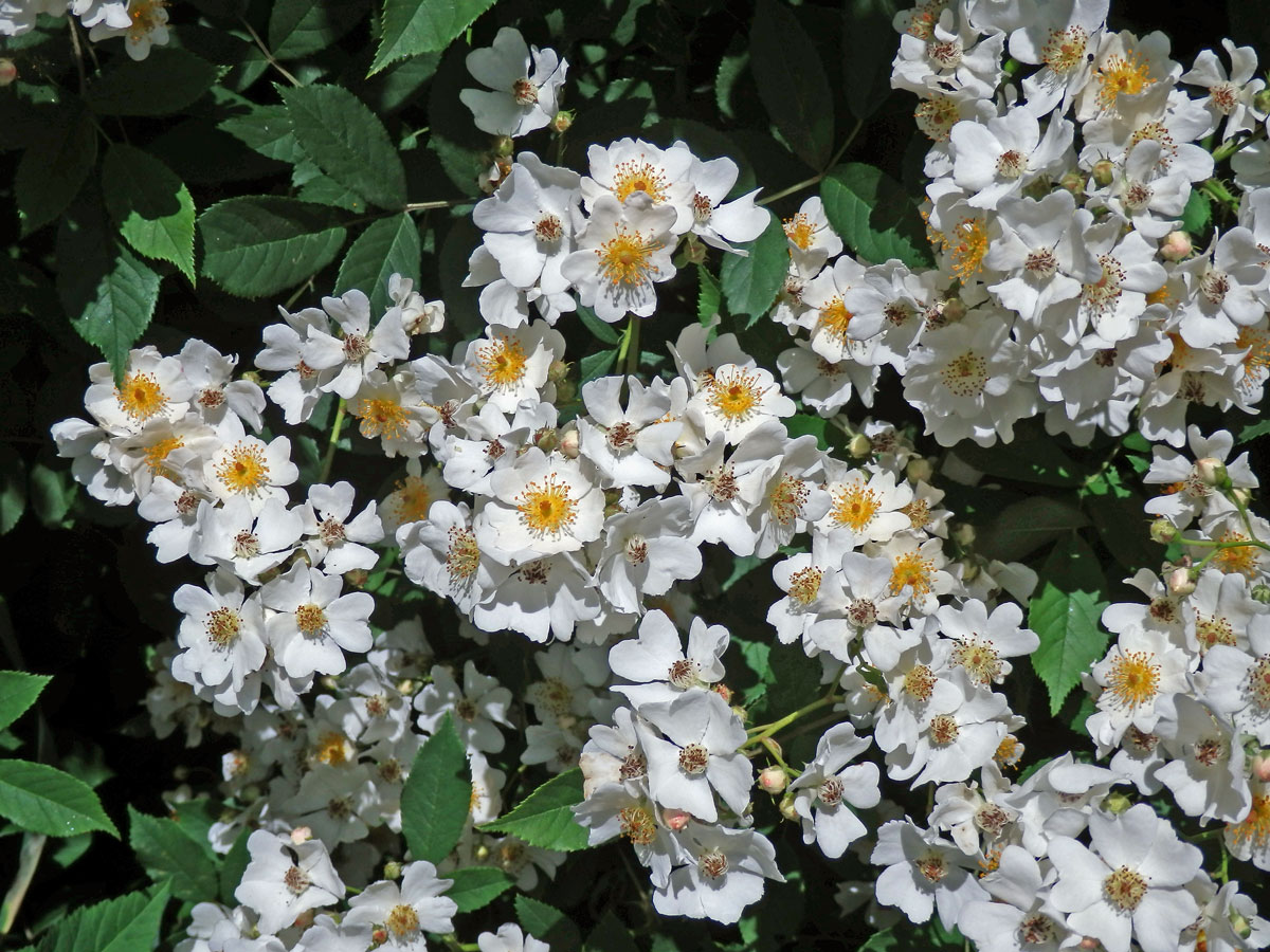 Růže mnohokvětá (Rosa multiflora Thunb.)