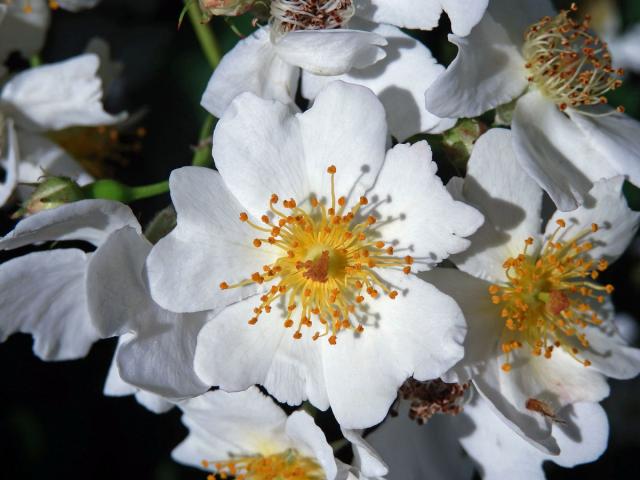 Růže mnohokvětá (Rosa multiflora Thunb.)