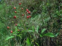 Růže mnohokvětá (Rosa multiflora Thunb.)