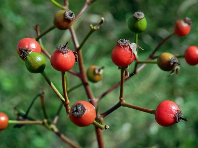 Růže mnohokvětá (Rosa multiflora Thunb.)