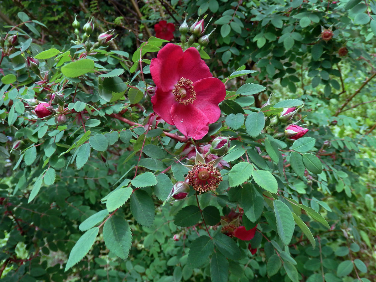 Růže Moyesova (Rosa moyesii Hemsl. & E. H. Wilson)