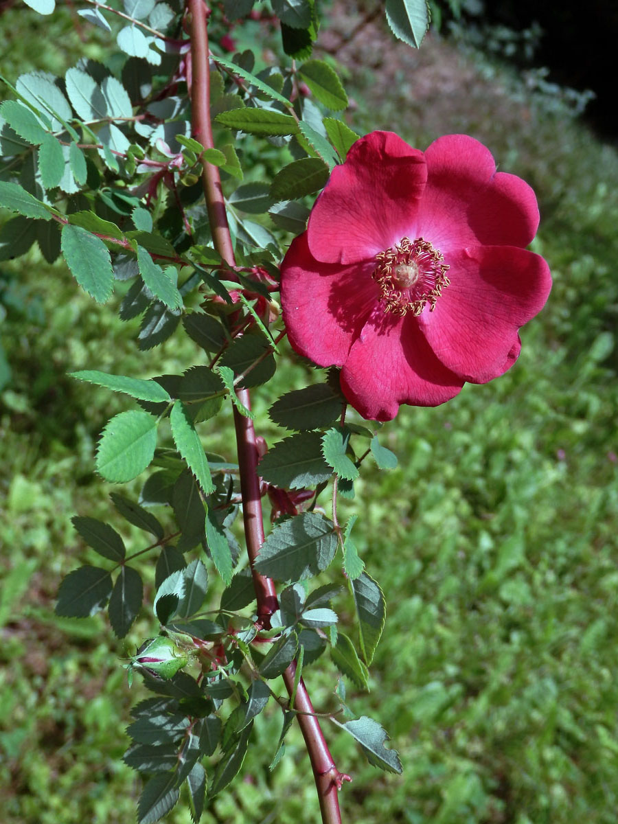 Růže Moyesova (Rosa moyesii Hemsl. & E. H. Wilson)