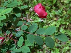 Růže Moyesova (Rosa moyesii Hemsl. & E. H. Wilson)