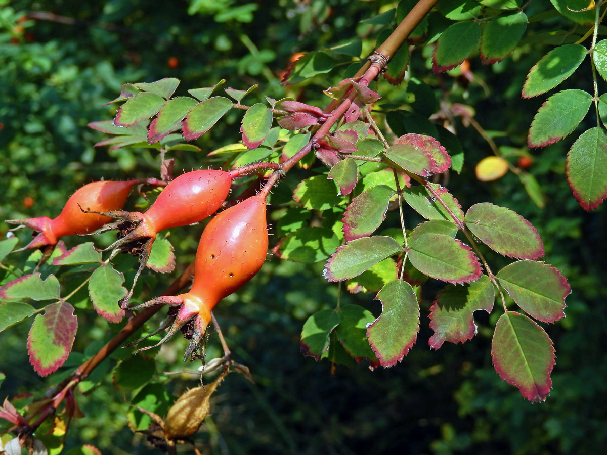 Růže Moyesova (Rosa moyesii Hemsl. & E. H. Wilson)