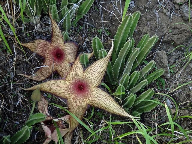 Stapélie (Stapelia gigantea N. E. Br.)