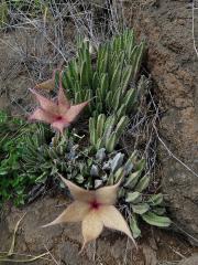 Stapélie (Stapelia gigantea N. E. Br.)