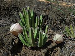 Stapélie (Stapelia gigantea N. E. Br.)