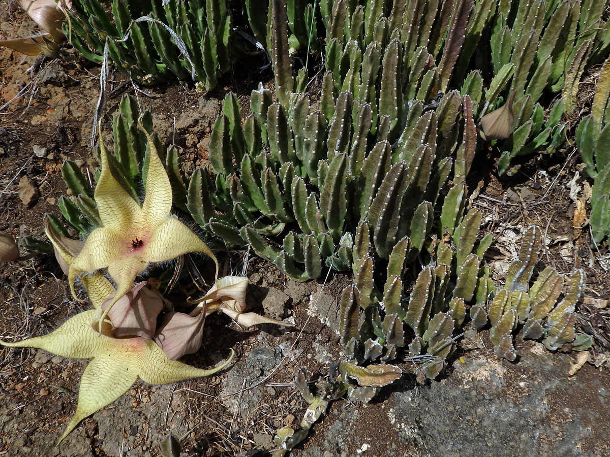 Stapélie (Stapelia gigantea N. E. Br.)