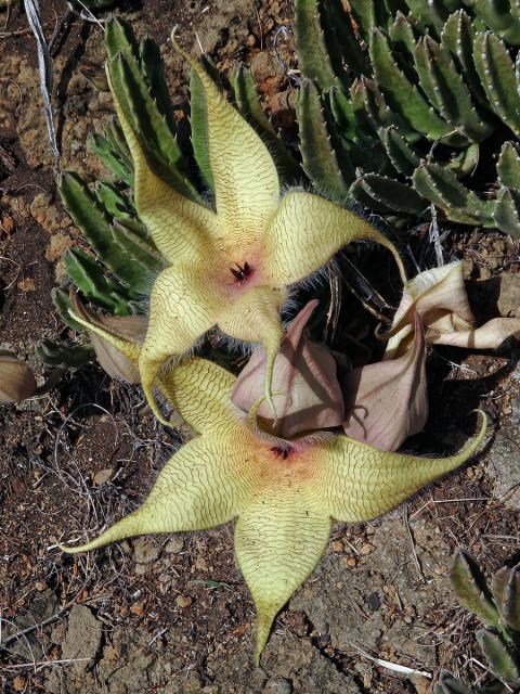 Stapélie (Stapelia gigantea N. E. Br.)