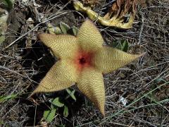 Stapélie (Stapelia gigantea N. E. Br.)