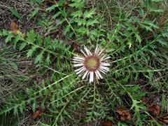 Pupava bezlodyžná (Carlina acaulis L.)