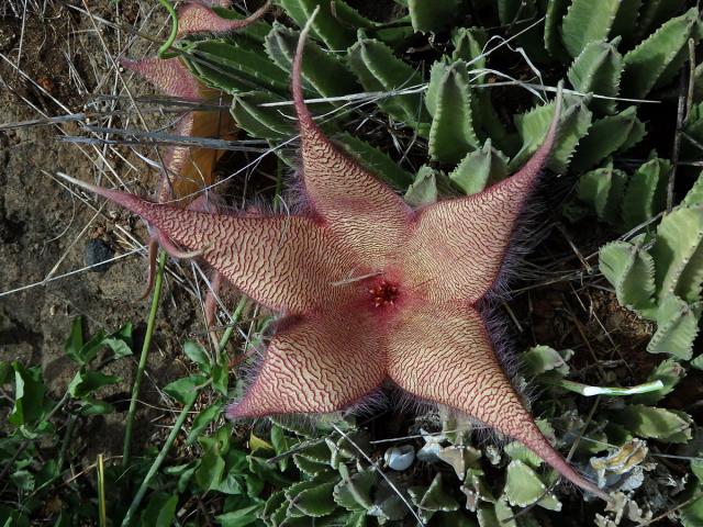 Stapélie (Stapelia gigantea N. E. Br.)