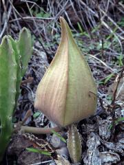 Stapélie (Stapelia gigantea N. E. Br.)