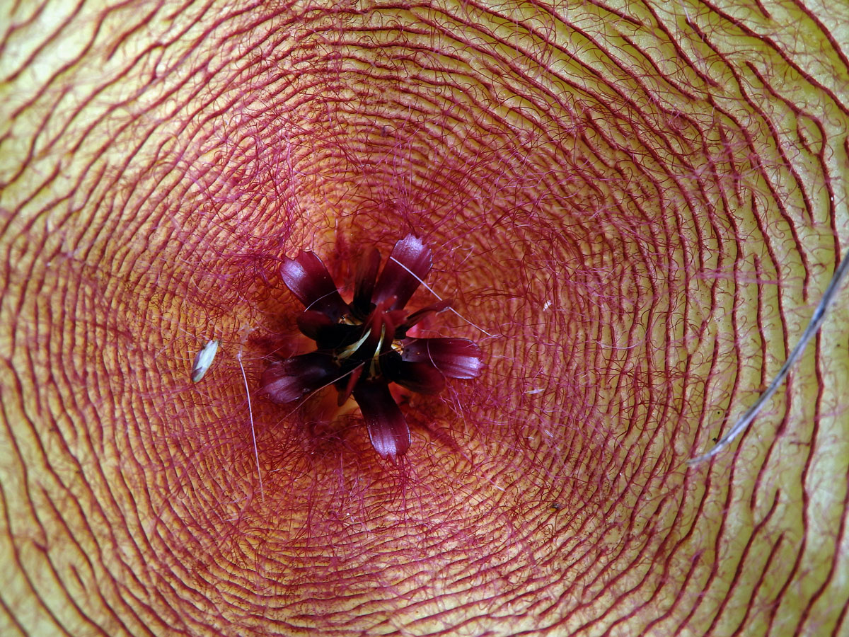 Stapélie (Stapelia gigantea N. E. Br.)