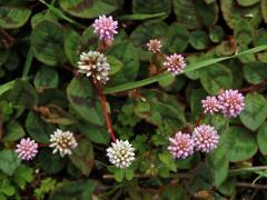 Rdesno hlavaté (Persicaria capitata (Buch.-Ham. ex D. Don) Gross.)