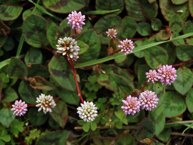 Rdesno hlavaté (Persicaria capitata (Buch.-Ham. ex D. Don) Gross.)