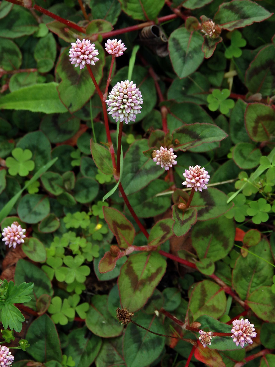 Rdesno hlavaté (Persicaria capitata (Buch.-Ham. ex D. Don) Gross.)