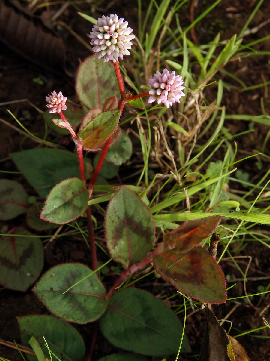 Rdesno hlavaté (Persicaria capitata (Buch.-Ham. ex D. Don) Gross.)