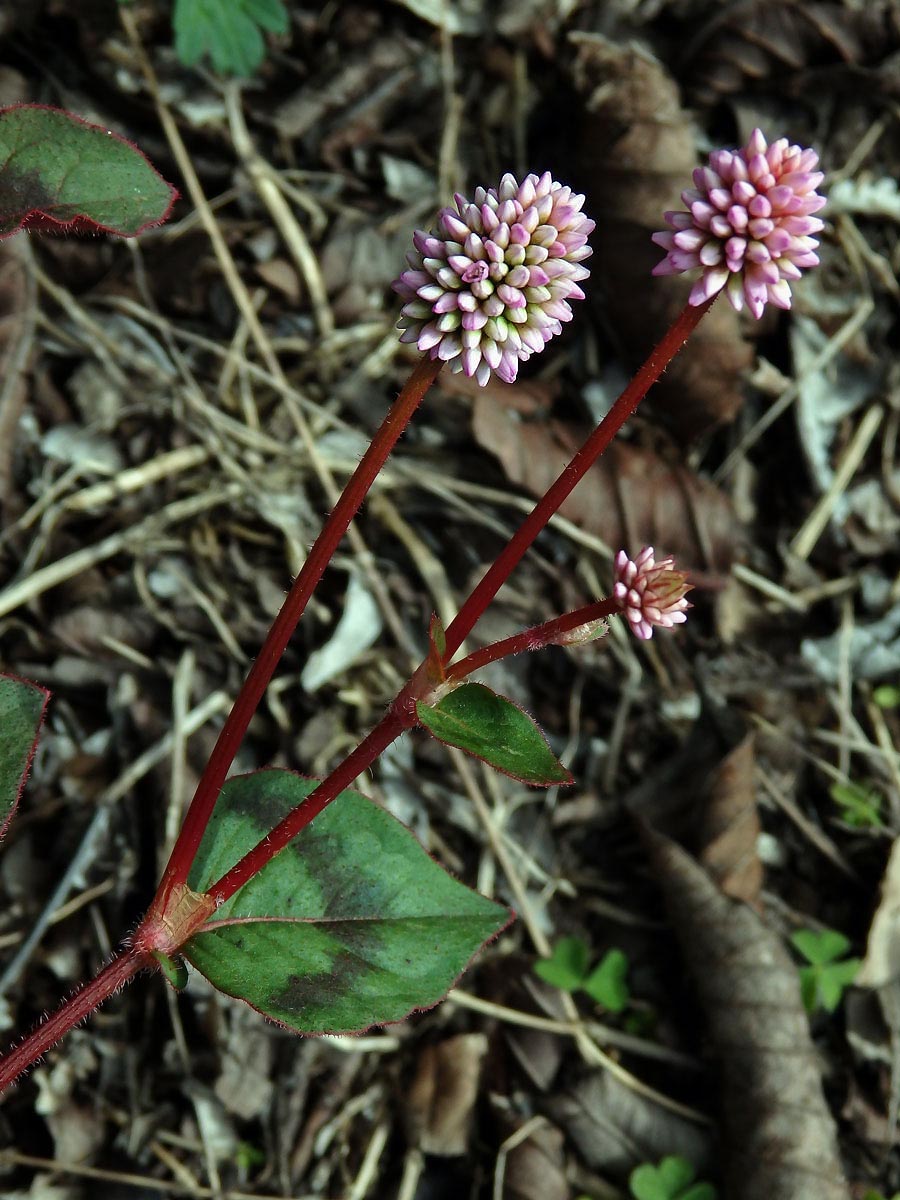 Rdesno hlavaté (Persicaria capitata (Buch.-Ham. ex D. Don) Gross.)