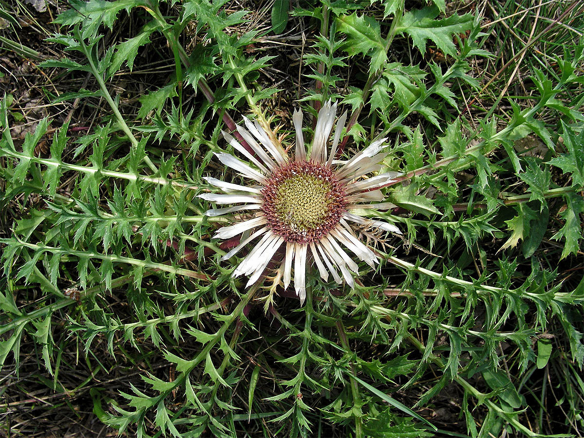 Pupava bezlodyžná (Carlina acaulis L.)