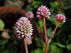 Rdesno hlavaté (Persicaria capitata (Buch.-Ham. ex D. Don) Gross.)