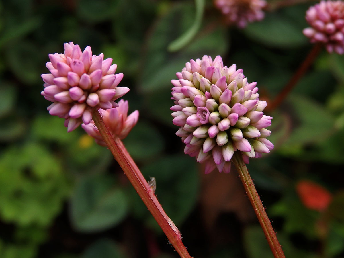 Rdesno hlavaté (Persicaria capitata (Buch.-Ham. ex D. Don) Gross.)