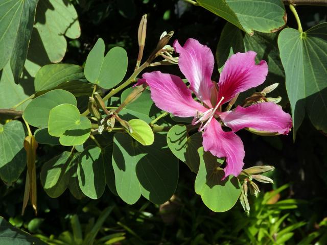 Bauhinia blakeana Dunn