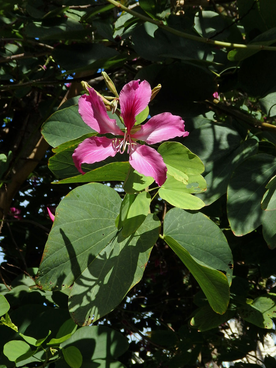 Bauhinia blakeana Dunn