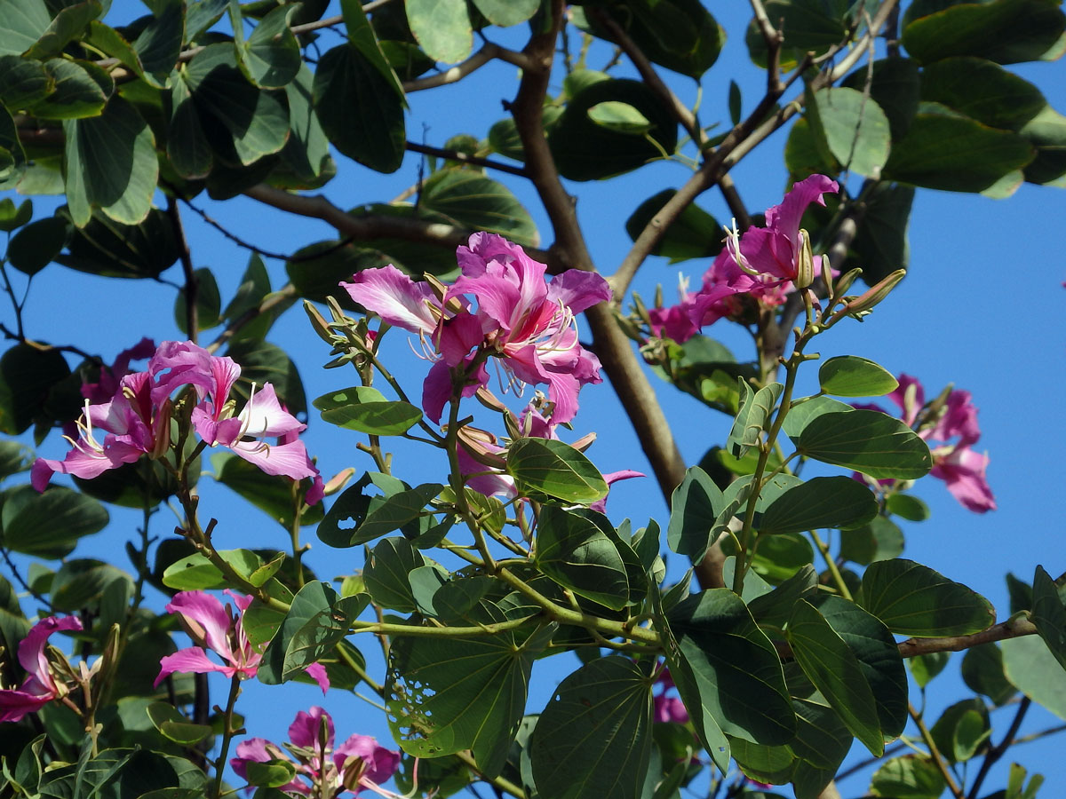 Bauhinia blakeana Dunn