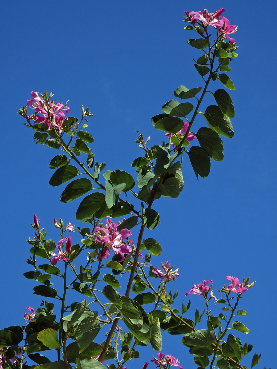 Bauhinia blakeana Dunn