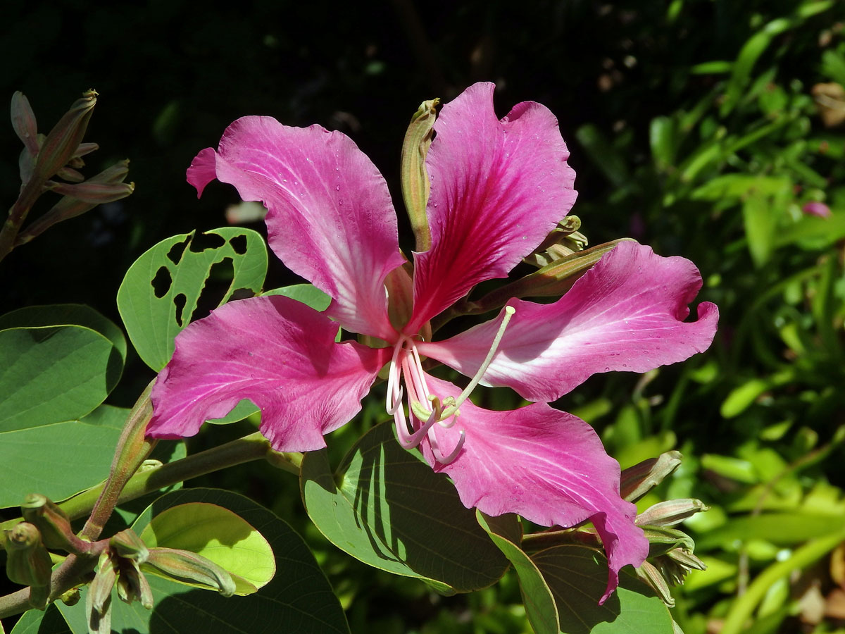 Bauhinia blakeana Dunn