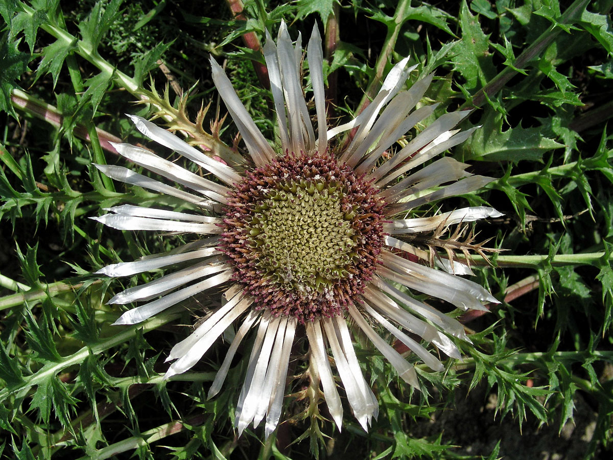 Pupava bezlodyžná (Carlina acaulis L.)