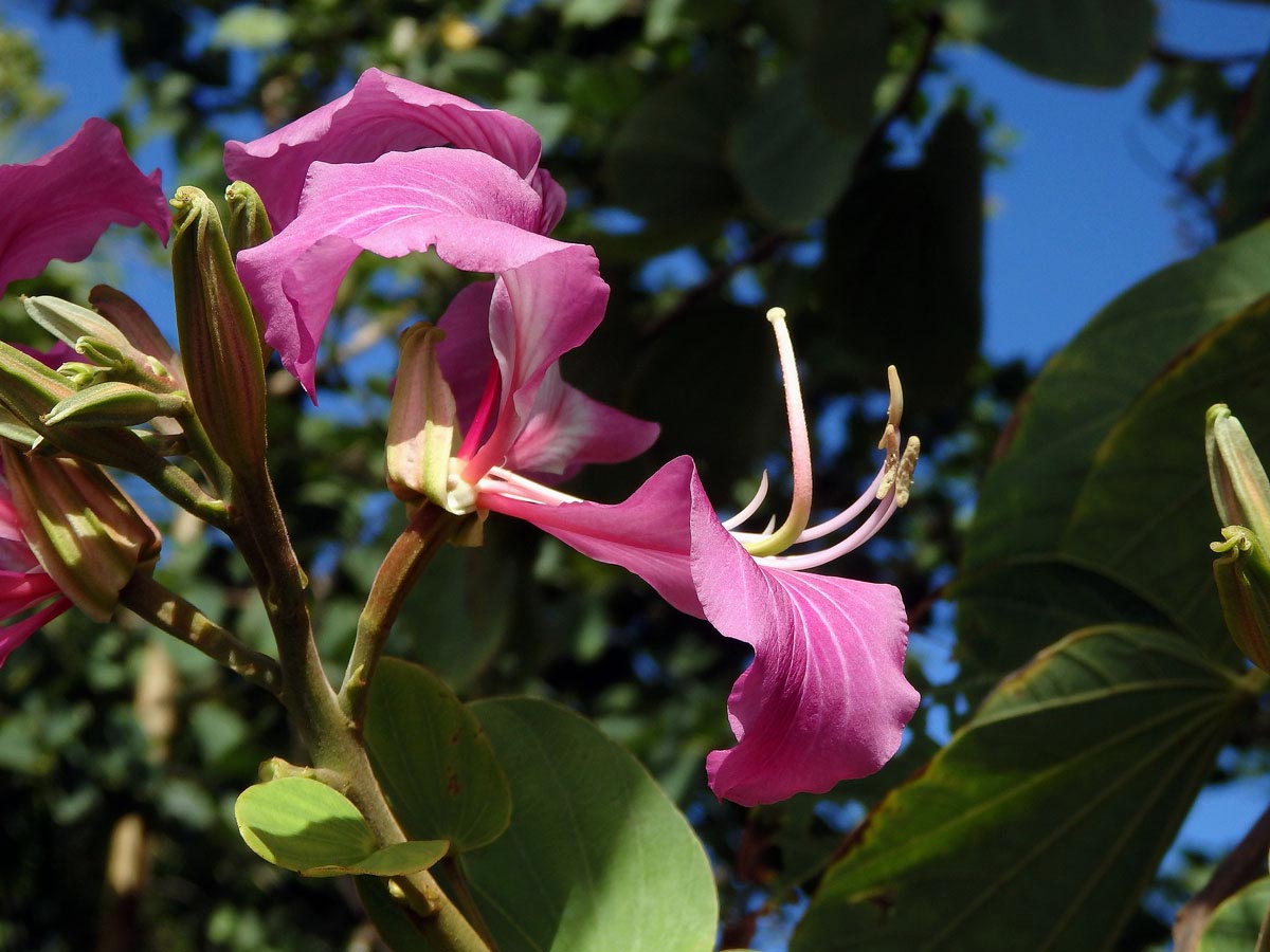 Bauhinia blakeana Dunn