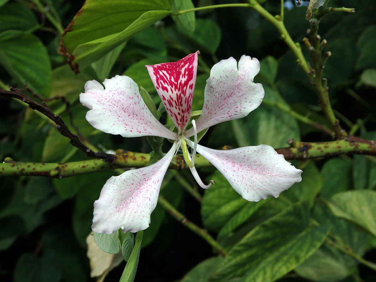 Bauhinia monandra Kurz