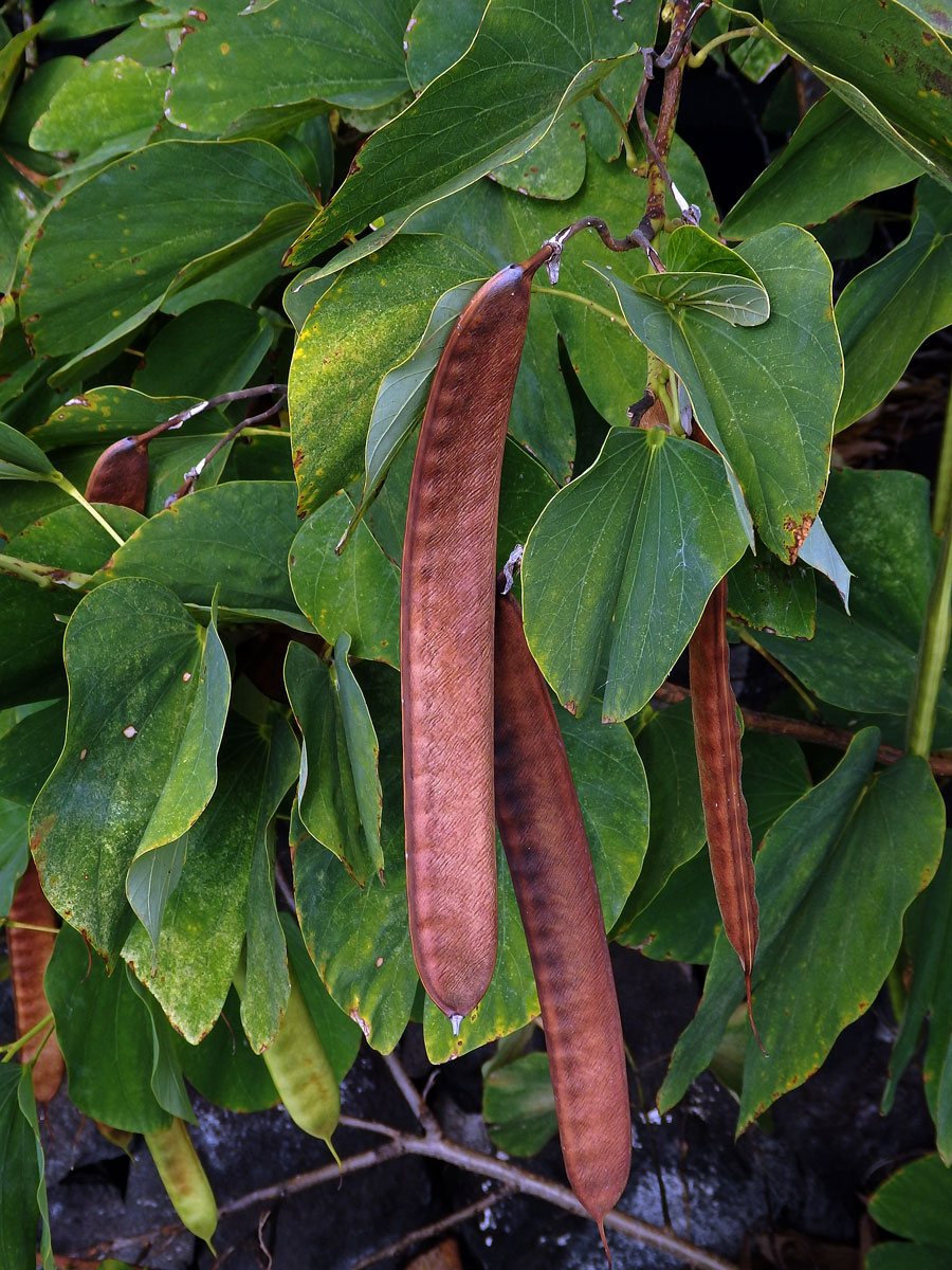 Bauhinia monandra Kurz