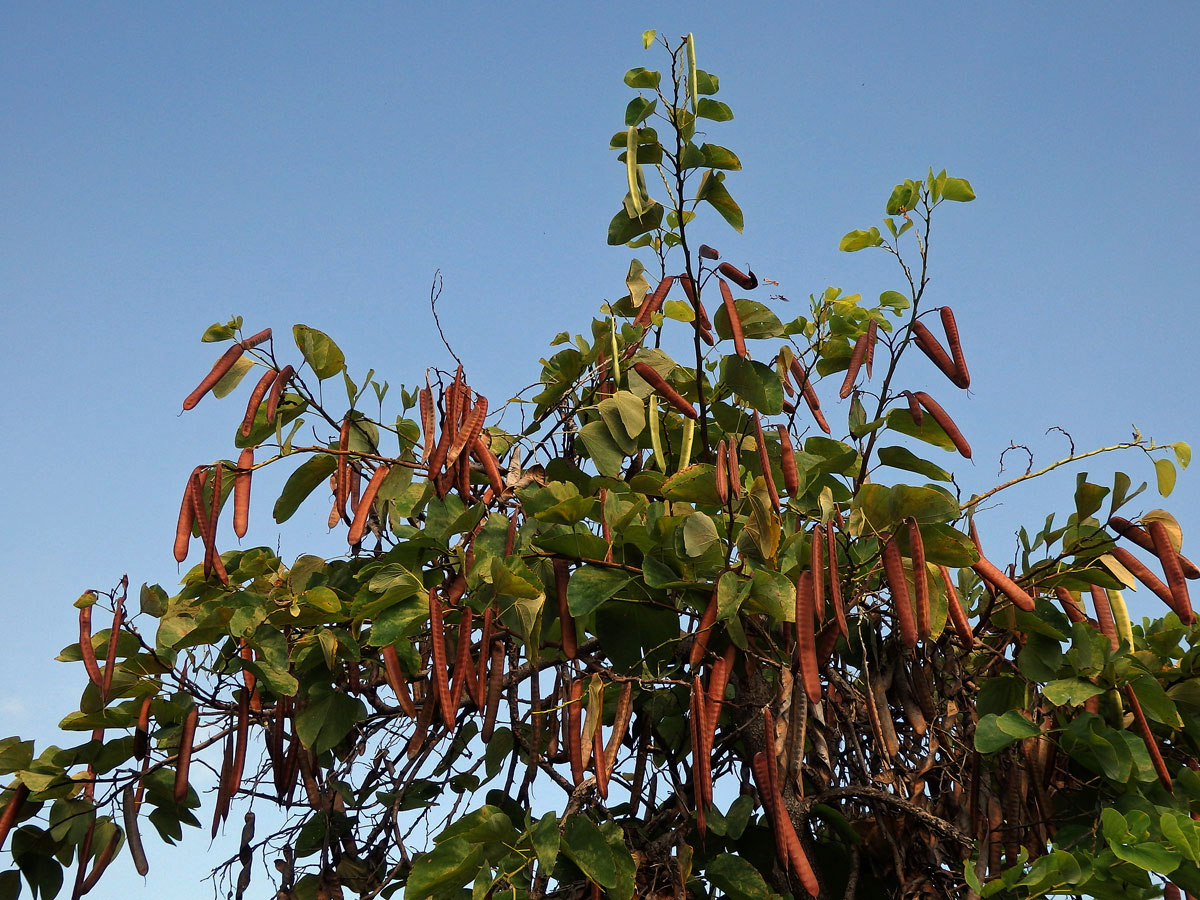 Bauhinia monandra Kurz