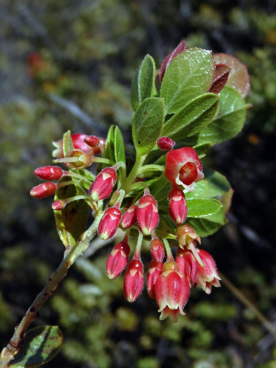 Brusnice (Vaccinium reticulatum Sm.)