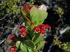 Brusnice (Vaccinium reticulatum Sm.)