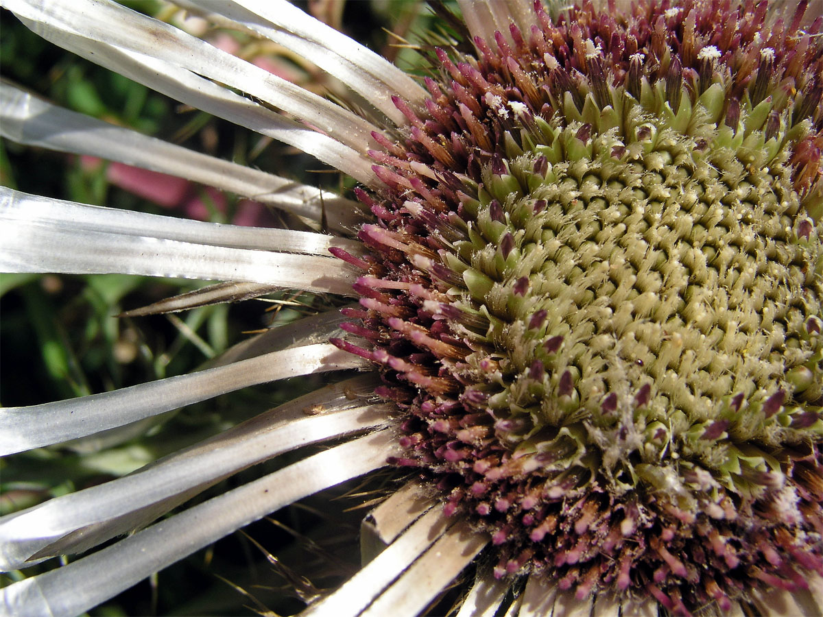 Pupava bezlodyžná (Carlina acaulis L.)