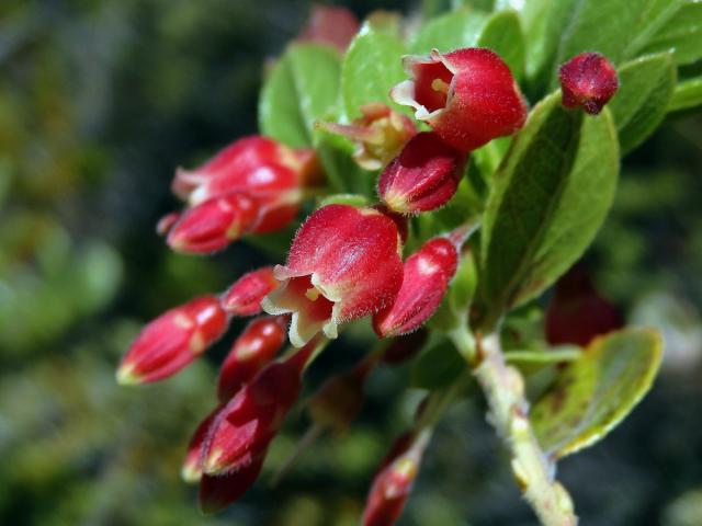 Brusnice (Vaccinium reticulatum Sm.)