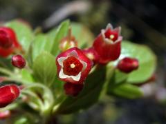 Brusnice (Vaccinium reticulatum Sm.)