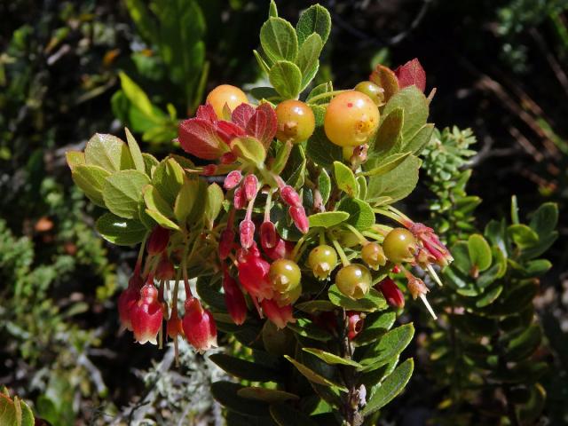 Brusnice (Vaccinium reticulatum Sm.)