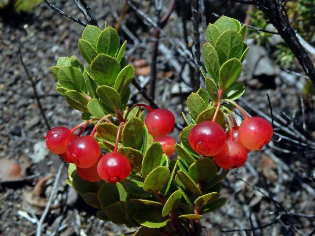 Brusnice (Vaccinium reticulatum Sm.)