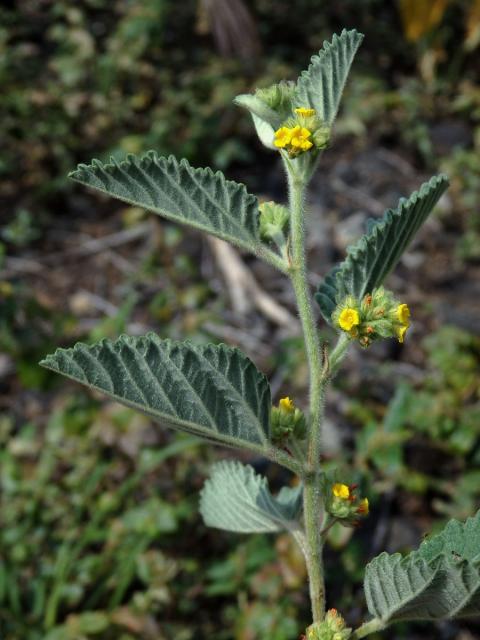 Waltheria indica L.