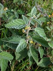 Waltheria indica L.