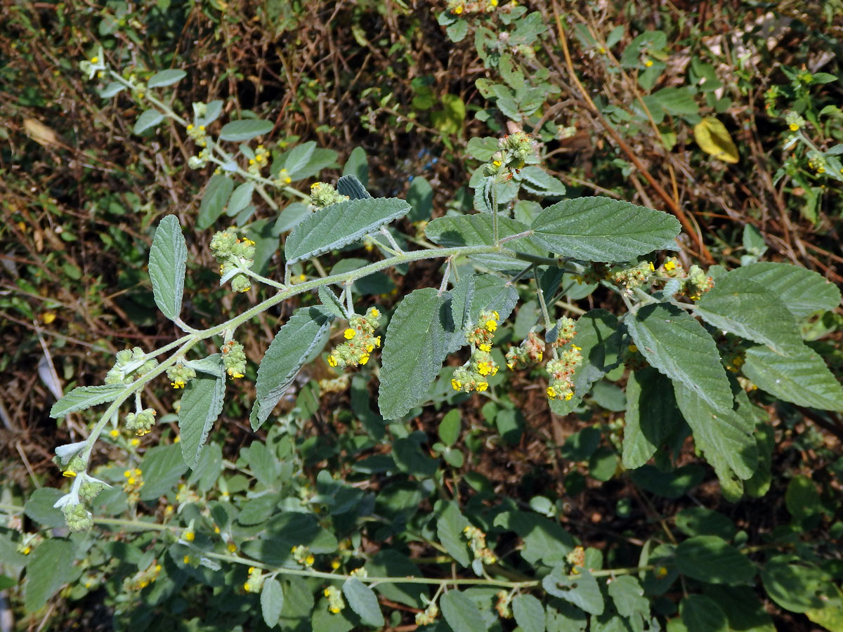 Waltheria indica L.